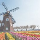 명랑도그 이미지