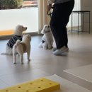 전주애견유치원 고마워복실아 이미지