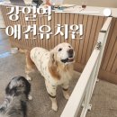 베버리 독스 이미지