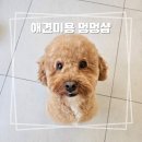 멍멍샵 네이버블로그