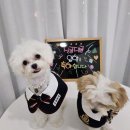 댕글댕글유치원 | 사회성 없는 강아지 유치원 등원 시작! 싱글댕글 애견유치원&amp;호텔 후기