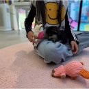 마마스미독 강아지분양 대전점 | 포항강아지분양 마마스미독 다녀온 후기