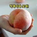 경봉마트 | [공구오픈] 달콤향긋아삭🍑딱복이 #경봉복숭아