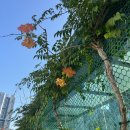 발안뽑기방 | [해외여행] 오키오키 오키나와 -1