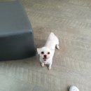 블루밍독 이미지