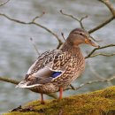 오리아재 이미지