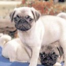 행복한 강아지 이미지