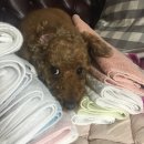 청순하개 이미지