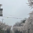 (주)엠그린 힐링카페 | 용인 처인구 물멍카페 [그린웨일] 벚꽃 드라이브 명소 탁트인 전망 + 베이커리