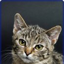 현대동물의료센터 이미지