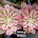 핑크마녀 - 서산시 | 핑크마녀