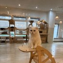 마리앤케이크 | 대전 아이랑 가볼만한 곳/ 대전실내데이트 / 실내동물원 마리앤쥬 내돈내산 후기