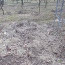 의성산약초
