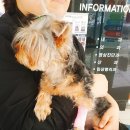 꼬멜 | [THE TEA FOR PET] 강아지생선이 들어간 꼬멜 강아지 티백 후기♡