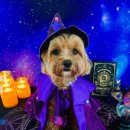 놀러오개 애견 유치원 애견 호텔 이미지