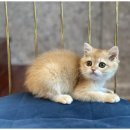 도그의 하루 이미지