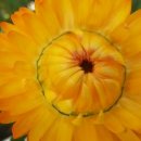 자연-꽃 이미지