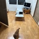 삼화훈동물병원