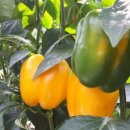 원주농장 이미지