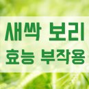 새싹보리 이미지