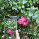 용문산관광지(야외공연장 입구) | 장사도 동백꽃 개화 상황｜3월 방문 솔직 후기