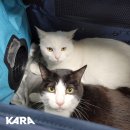 미라클 동물병원 이미지