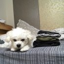 애완용품할인매장 도그버디-방이점 | 의정부 애완용품 할인매장 [도그버디]