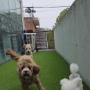 러닝독 스테이 | [김포 애견유치원] 또 만나서 반가워 헤이즐