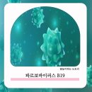 B19-1 이미지