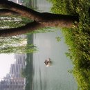 중부야채 이미지