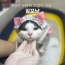 대구 고양이 미용 밀꼬냥 | 대구 고양이 무마취 미용실 | 밀꼬냥 스트레스 없는 첫 전체미용 목욕 스파 성공기