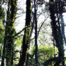 神의 비밀정원 "천리포 수목원" 이미지