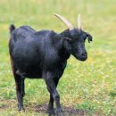 우수흑염소농장 이미지