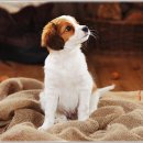 더펫 강아지분양 고양이분양 일산본점 이미지