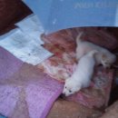 이소켄넬 이미지