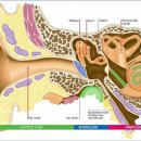 선운독일보청기 이미지