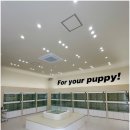 인천강아지분양 홍스퍼피 본점 이미지