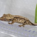 원주브리딩 이미지