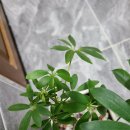 새순약국 이미지