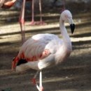 플라밍고 이미지