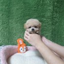 아기강아지 이미지