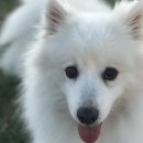 포포즈 반려동물 장례식장 경기광주점 이미지