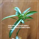 산봉우리