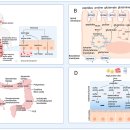 Re: Amino acid metabolism in health and disease. 2023 nature 이미지