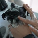 퍼피트랙 이미지