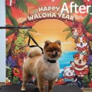 이브애견샵 | 애견미용 스트레스 줄이고 싶다면 < 왈로하그루밍 >부산긍정강화 미용 후기