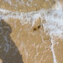 강릉 오징어 순대 이미지