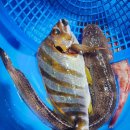 갈릴리수산 | [포항 맛집] 세명이서 5만원 내고 회 배터지게 먹은 갈릴리수산