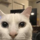 푸르미르 이미지