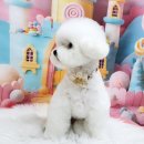 멍뭉펫살롱 이미지